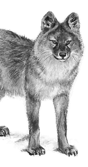 Волк. Волки сибиряк. Сказка про храброго зайца - длинные уши, косые глаза, короткий хвост. Сибиряк волки. Сибирский лесной волк.