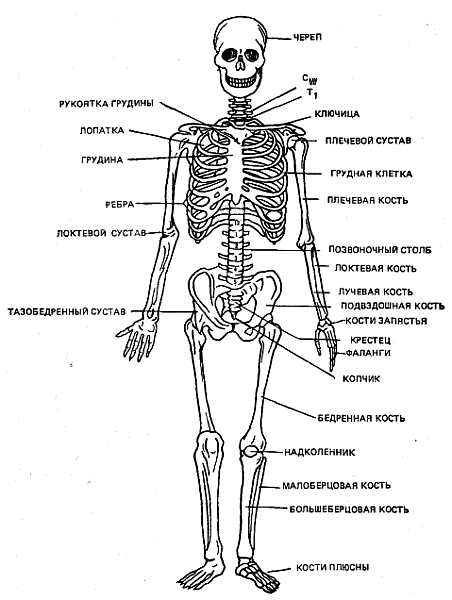 Скелет анатомия рисунок