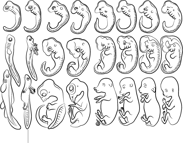 Рисунок плода человека