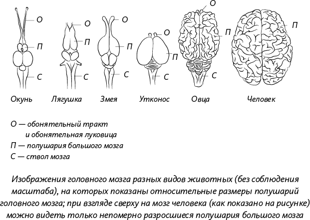 Головной мозг позвоночных животных схема