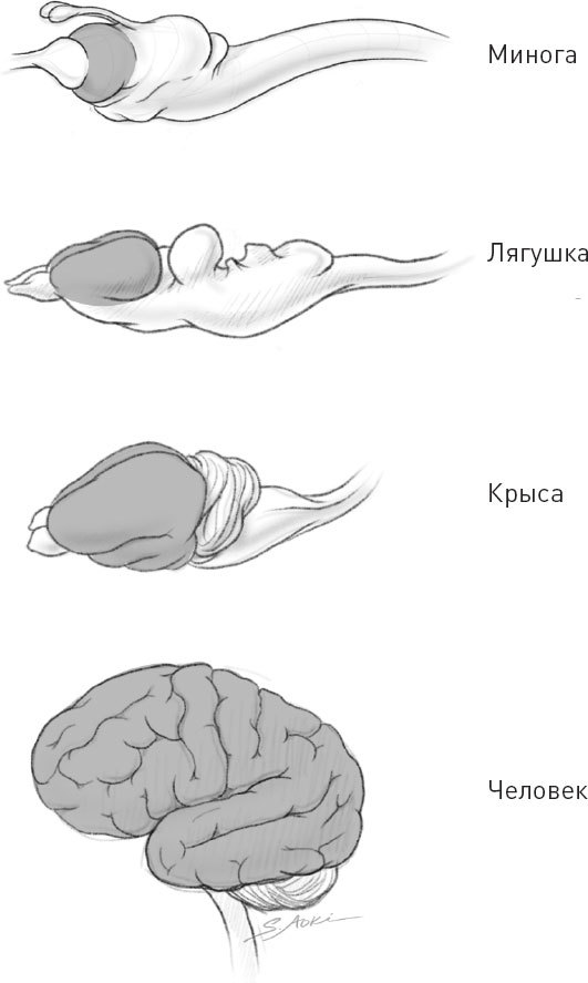 Головной мозг кролика рисунок