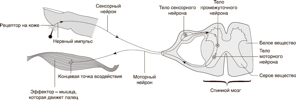 Схема рефлекторной дуги безусловного слюноотделительного рефлекса