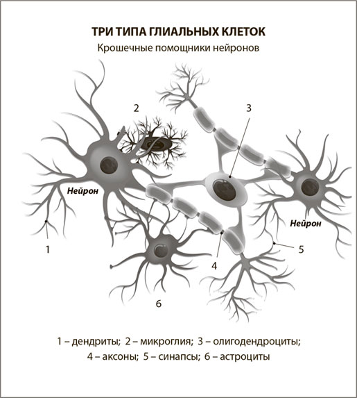Глиальные клетки рисунок с подписями