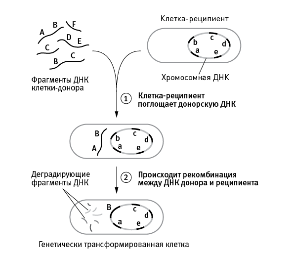 Перенос гена. Горизонтальный перенос генов у бактерий. Половое размножение прокариот. Горизонтальный перенос генов примеры. Горизонтальный перенос генов у прокариот.