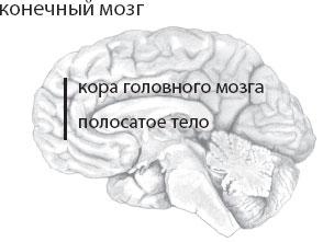 Книга особенный мозг. Загадки для мозга. Херкулано-Хузел Сюзана. Мозг. Такой ли он особенный?. Полосатые тела мозга животных.