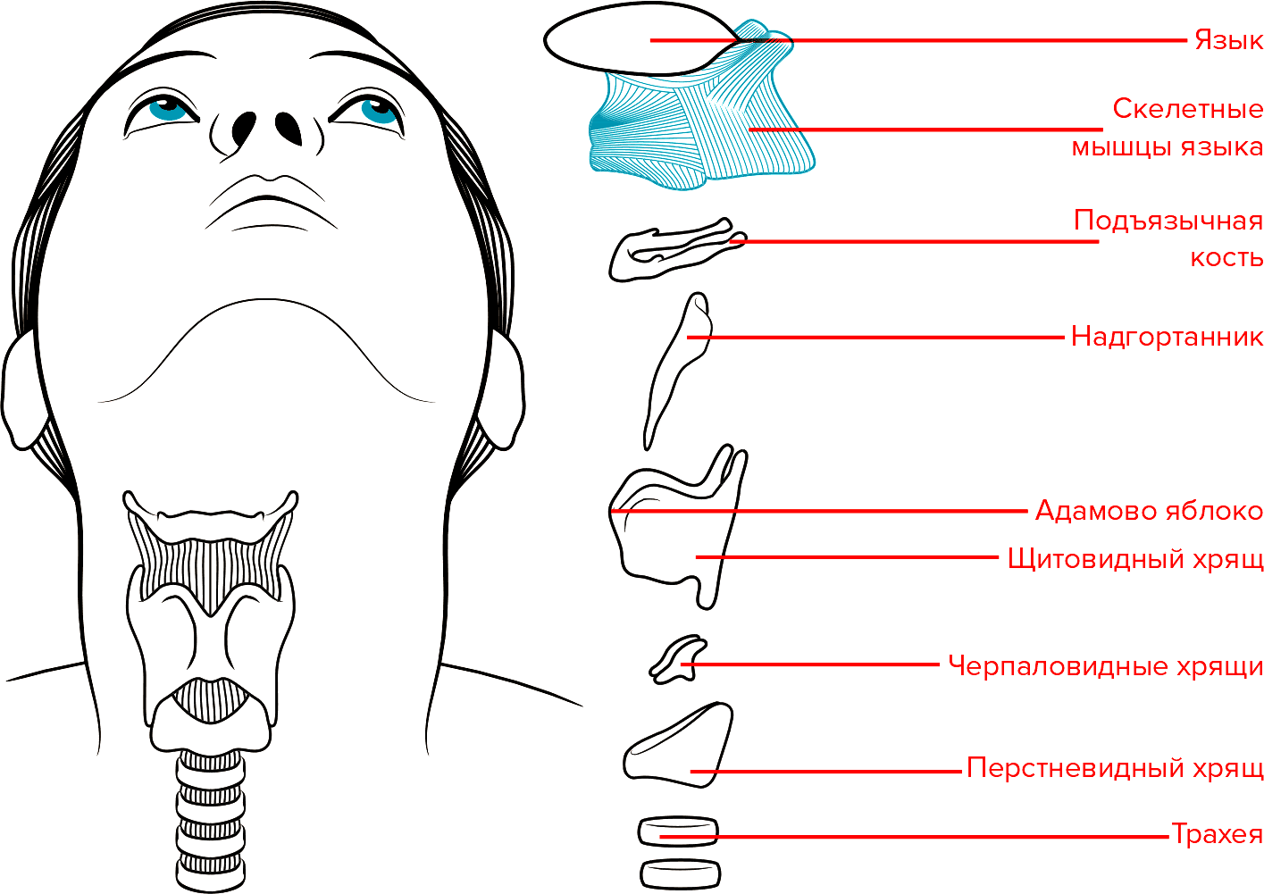 Схема гортани человека