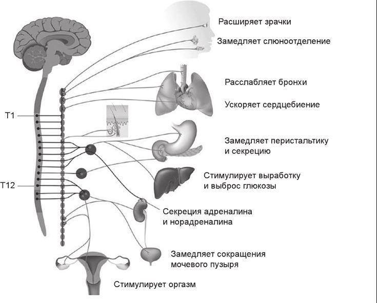 Симпатический отдел зрачок. Активация симпатической нервной. Симпатическая нервная система. Автономная нервная система и органы, иннервируемые ею. Норадреналин симпатическая нервная система.