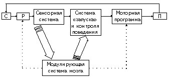 Схема инстинктивного акта