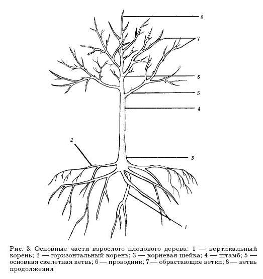 Состав дерева схема