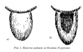 Хвост зайца рисунок