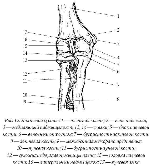 Сустав картинка с подписями