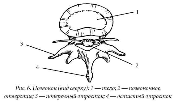 Для позвоночного имеющего сердце изображенное на рисунке характерно