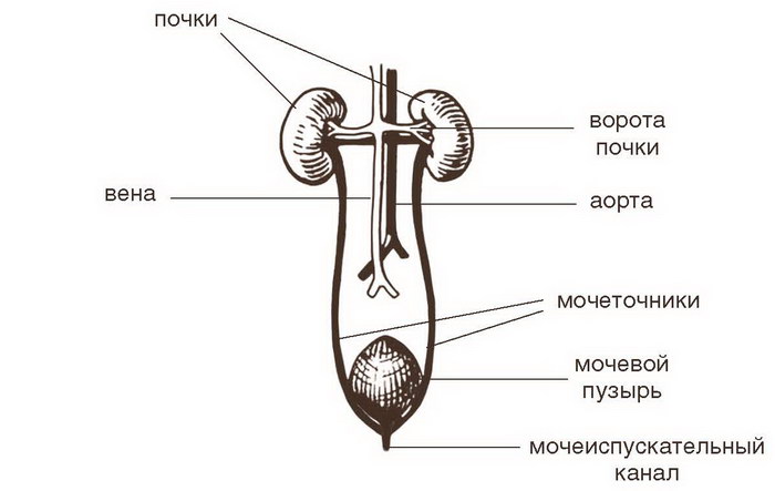 Схема органов мочевыделения