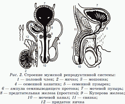 Мужская половая система схема